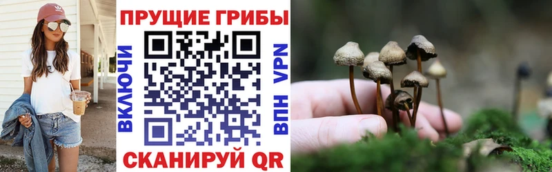 где купить наркотик  Сургут  Галлюциногенные грибы MAGIC MUSHROOMS 